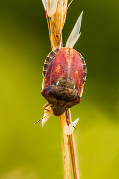 Tortoise bug, Eurygaster testudinaria, on a grass stem with a blurred green background, top view.