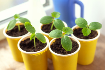 Seedling in plastic pot on window sill, green vegetable growing. Agriculture concept. Close up view