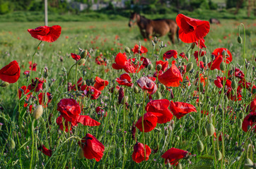 Field of Blooming Red Poppies in Spring