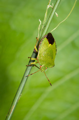 Common Green shield bug, Palomena prasina, on a plant stem, blurred green leaf background.