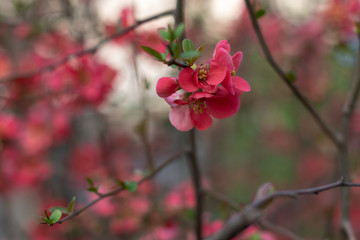  Red blossom tree