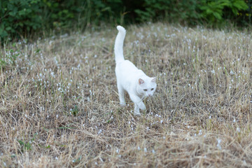 White cat walking in the spring on the street in the grass