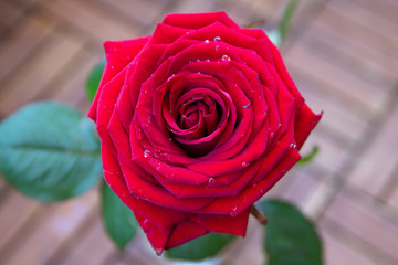 Rote Rose mit frischen Tautropfen