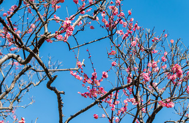 The pink apricot flower