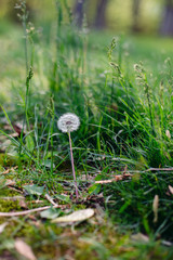 Dandelion in the weeds