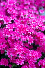 close up of pink flowers