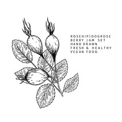 Hand drawn wild rose branch, leaf, flower and berry. Engraved vector illustration. Dog rose, rosehip plant. Summer harvest, jam or marmalade vegan ingredient. Menu, package, cosmetic and food design.