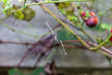 spider on a leaf