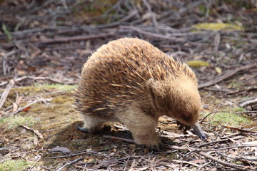 Echidna