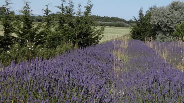 long rows of lavender plants in a large field
