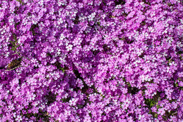 Background of pink and purple spring time flowers, Tufted Phlox, Phlox Douglasii

