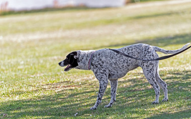 Fototapeta premium German Shorthair pointer on a leash intently looking ahead in a green meadow.