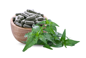 Close up,Andrographis paniculata powder, capsule and fresh andrographis paniculata herbal plant...