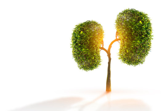 Trees (kidneys), 3D environmental and medical concepts