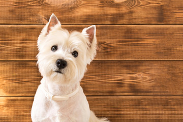 West highland white Terrier sits on a wooden background.