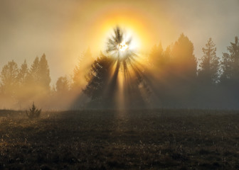 autumn dawn. the sun's rays make their way through the trees
