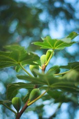 Green unripe figs (Ficus carica) on the tree.