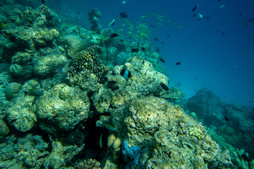 Underwater world coral reef landscape with colorful tropical exotic fish and marine life