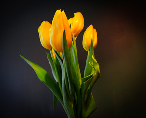 Naklejka premium Yellow tulips