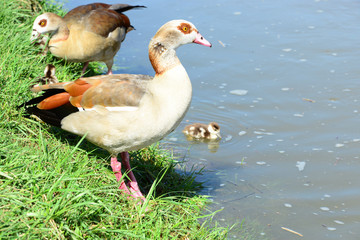 Nilgans mit Küken