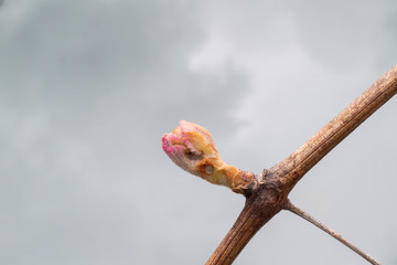 closeup of bud break on a grapevine in vineyard