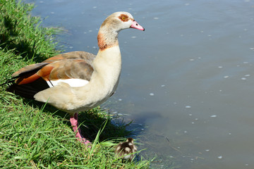 Nilgans am Ufer