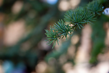 Detailed Christmas tree branches background, Pine leaf.