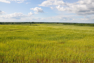 green field and blue sky