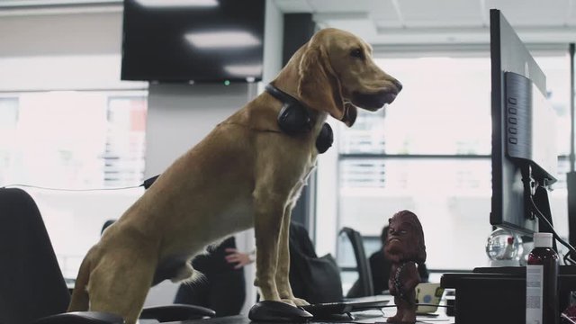 A pet dog sitting on a chair at the desk in the office at the computer. Slow motion