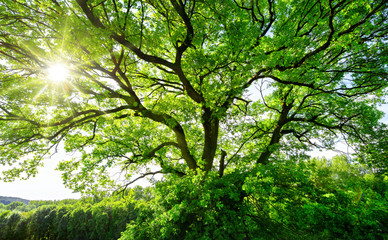 The sun brightly shines through the crooked branches of a majestic green tree  - Powered by Adobe