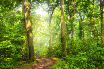 Green forest with wafts of mist and the warm sunlight falling through them unto a curved path