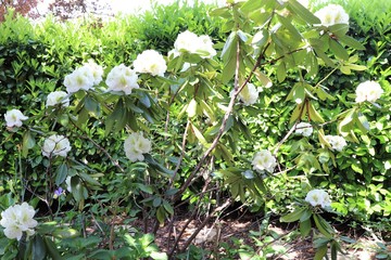 Fleurs blanches de rhododendron au printemps - Ville de Corbas - Département du Rhône - France