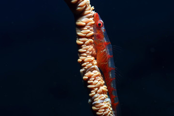  whip or wire coral goby fish close up, diving in the Philippines   