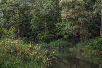 Obraz premium Calm river in the deciduous forest in summer.