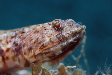 Underwater close up photography of a sand lizard fish, diving in Philippines