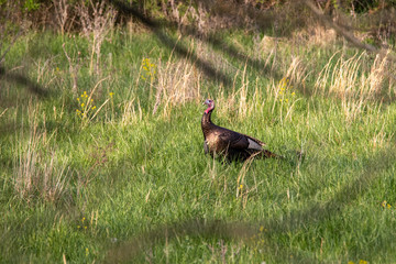 Lone turkey