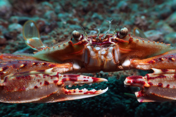 big crab in the ocean, underwater photo diving in the philippines