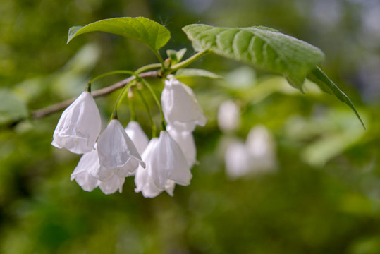 Beatifull silver flowers of Halesia
