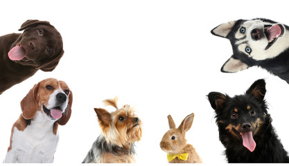 Set with different cute pets on white background. Banner design