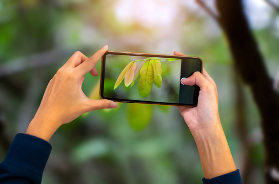 Hand holding mobile phone and take a photo Young leaves, plant growing over sunlight and natural green background.