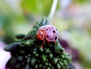 ladybug on a leaf