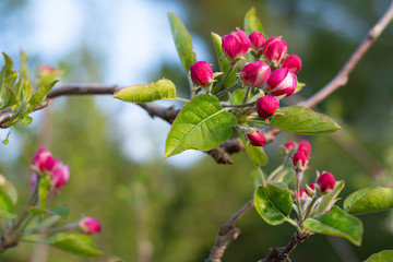 Apple tree red and white blossoms at spring