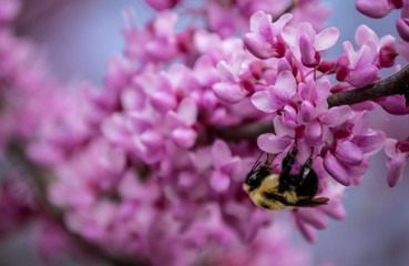 A sure sign of spring. A bumble bee stays busy gathering pollen from the beautiful magenta redbud blooms with a nice bokeh effect.