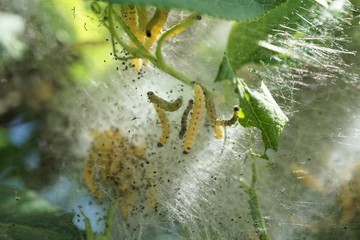 young ermine moth caterpillars in green leaves. yponomeuta, family yponomeutidae.