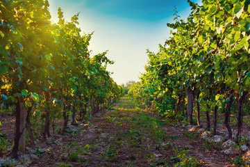 Naklejka premium Summer vineyard at sunset