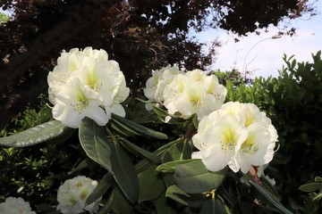 Fleurs blanches de rhododendron au printemps - Ville de Corbas - Département du Rhône - France