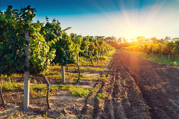 Fototapeta premium Summer vineyard at sunset