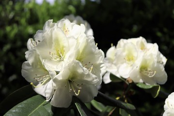 Fleurs blanches de rhododendron au printemps - Ville de Corbas - Département du Rhône - France