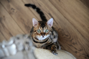 cat of Bengal breed scratches sofa