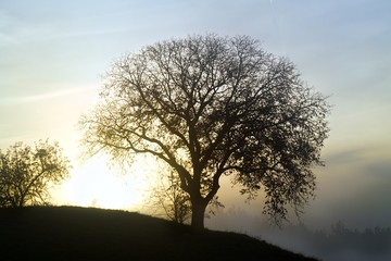 Fototapeta na wymiar Shillouette of a tree while the sun breaks through the fog